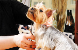 Nearby pet grooming discount