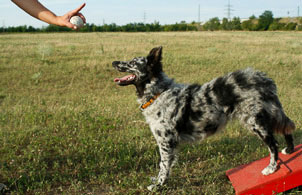 Dog training classes online