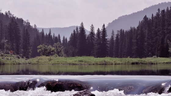 Lake in an evergreen forest