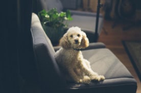 Dog on a chair