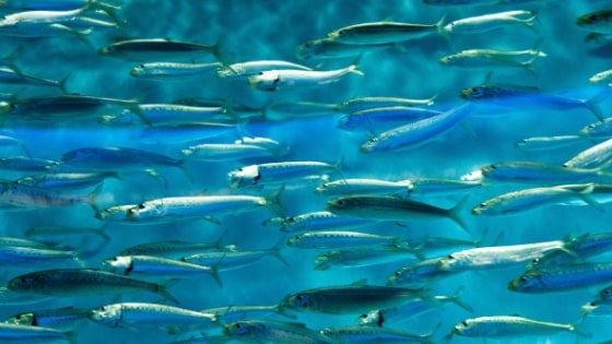 school of fish