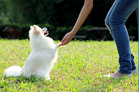 first steps as a dog trainer